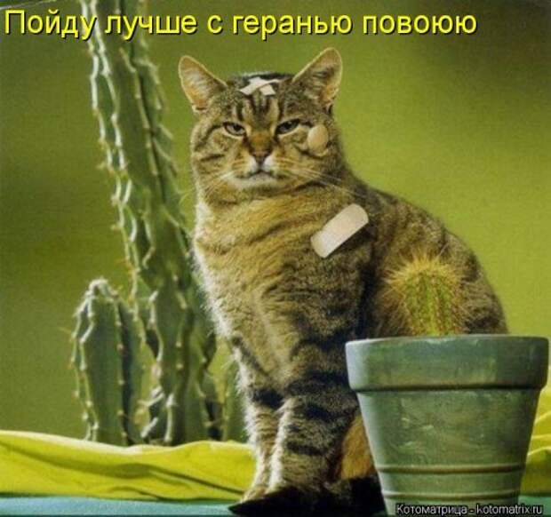 Новые смешные котоматрицы (36 шт)