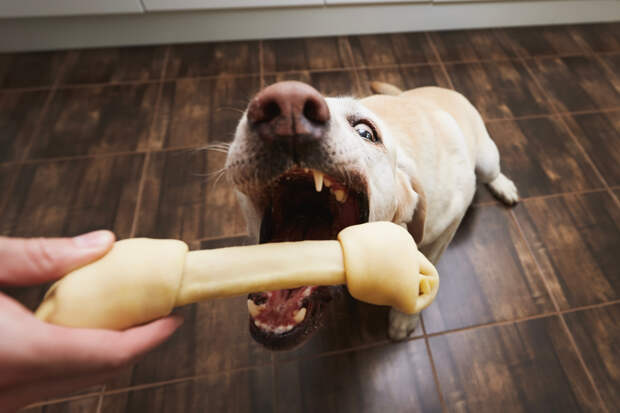 Одна собака грязно отомстила своей хозяйке за попытку заступиться за другую