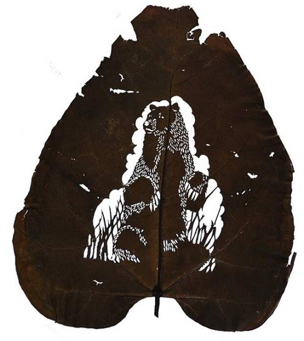 oso-30-cm-x-40-cm-species-catalpa-bignonioides.jpg