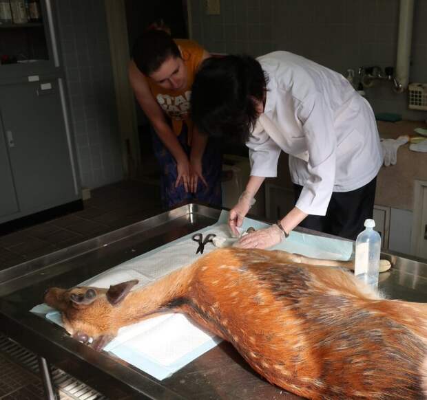 В Японии нашли тело оленя с 3 кг пластика в желудке. А они тут — священные животные! в мире, животные, загрязнение, олень, пластик, природа, япония