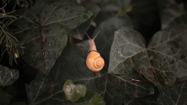Почему улитки двигаются так медленно: объяснение для детей и советы родителям