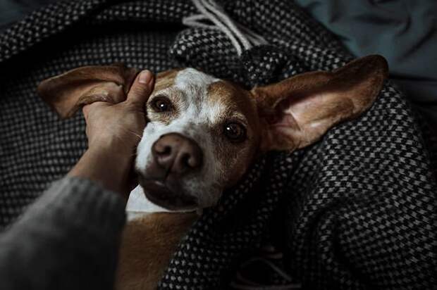 Лучшие фото собак 2018 года national geographic, животные, собаки