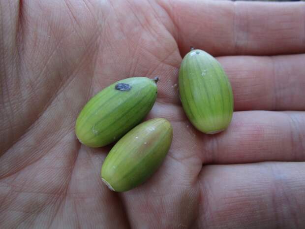 «Крамольные» мысли по поводу лесных голубей