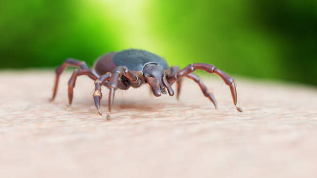 Инфекционист Мескина рассказала, какие болезни переносят клещи-мутанты