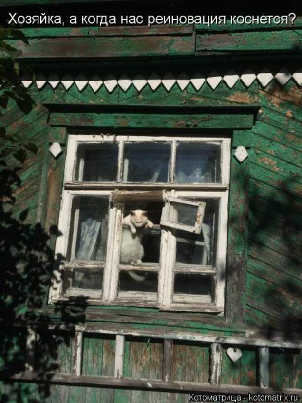 Лучшие котоматрицы недели (50 фото)