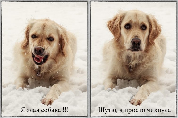 Познавательные и забавные факты о животных