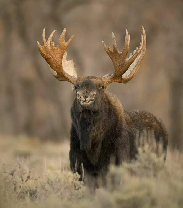 16 уникальных снимков диких животных, где фотограф подобрался очень близко