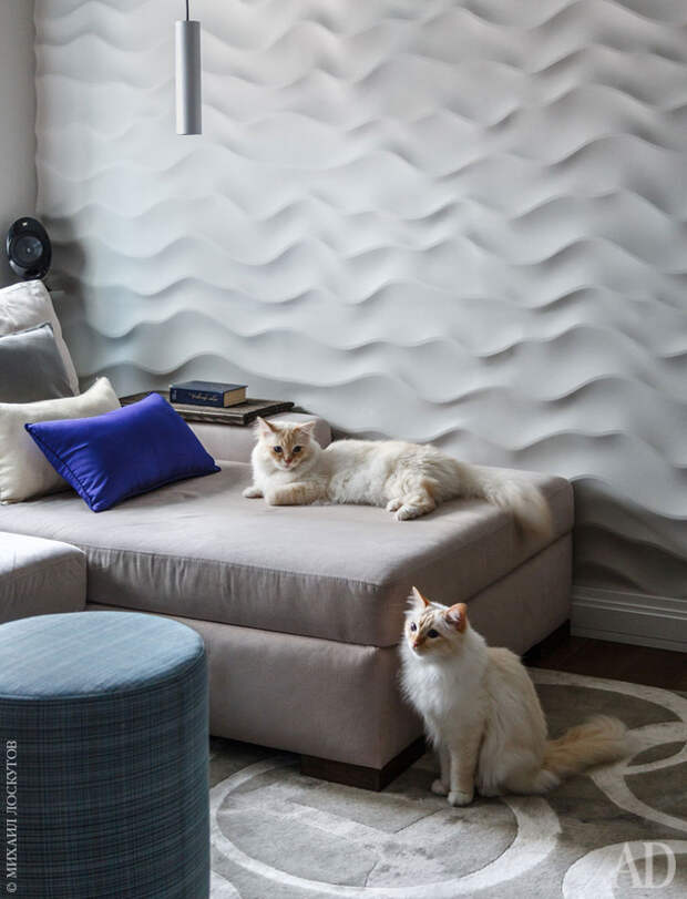 Еще два обитателя квартиры — Олаф и Фанта, кошки породы “священная Бирма”, обладатели собственного профиля в инстаграме.