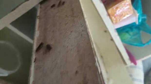 Минздрав объяснил разруху и появление тараканов в больнице на Ставрополье