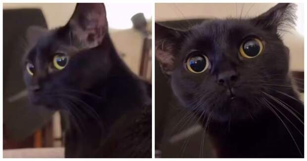 Владелец кошки включил питомцу египетскую музыку