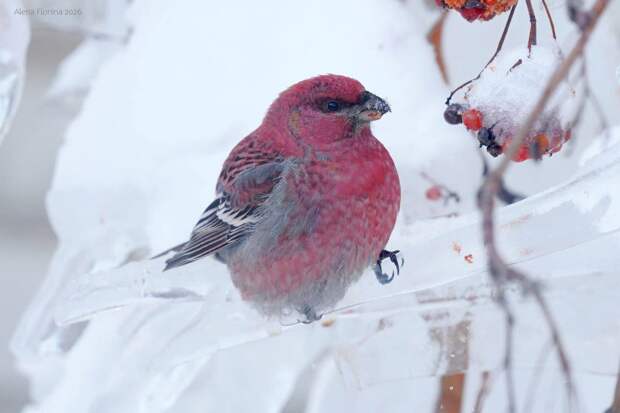 В центре Рязани сфотографировали редкий залётный вид птиц