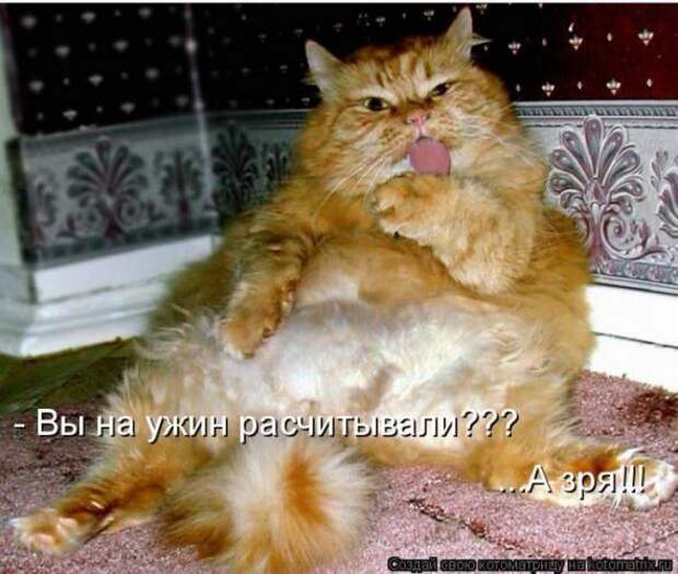 Котоматрицы(картинки с надписями)