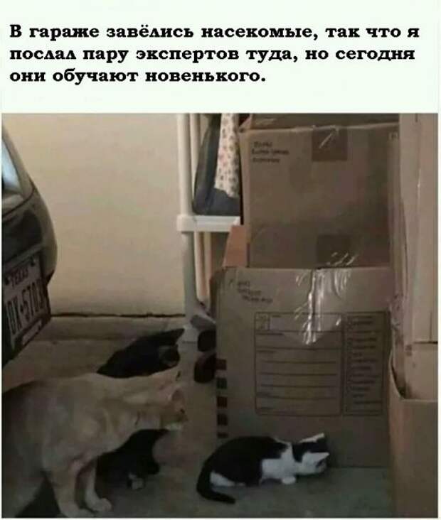 Служба уничтожения насекомых