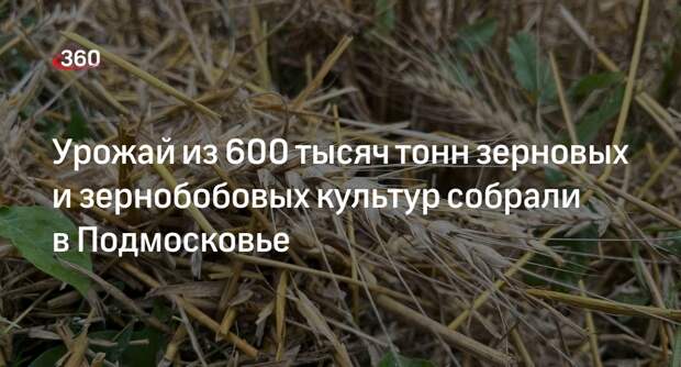 Урожай из 600 тысяч тонн зерновых и зернобобовых культур собрали в Подмосковье