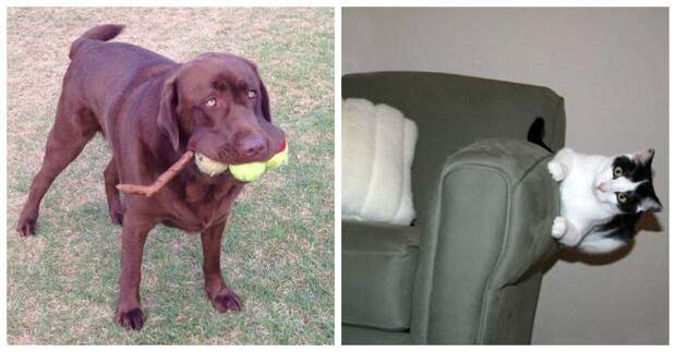 15 котов и собак, чья особенная харизма видна по одной фотографии