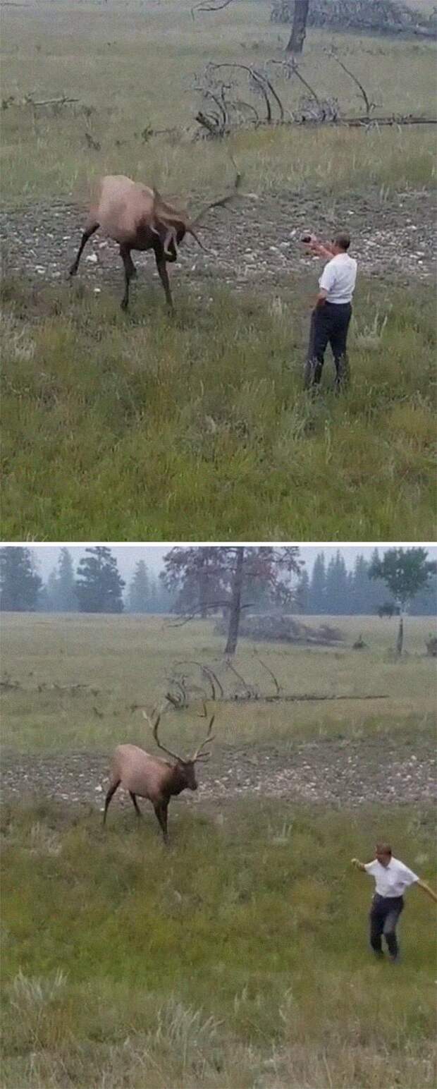 олень, мужчина