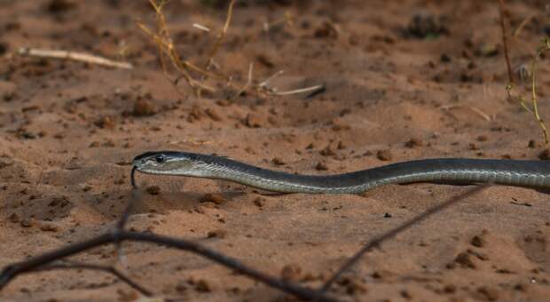 black mambas fight
