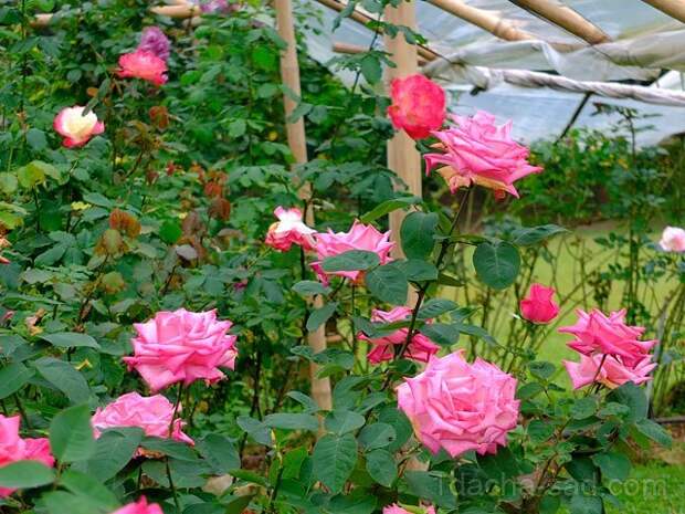 Фото шикарных роз из королевского парка 18