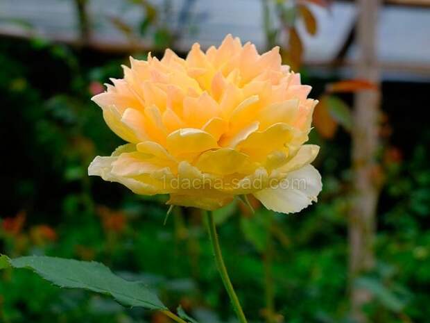 Фото шикарных роз из королевского парка 2
