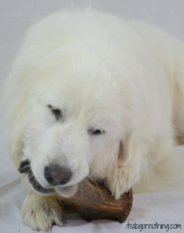 Great Pyrenees with Elk Antler from Best Bully Sticks