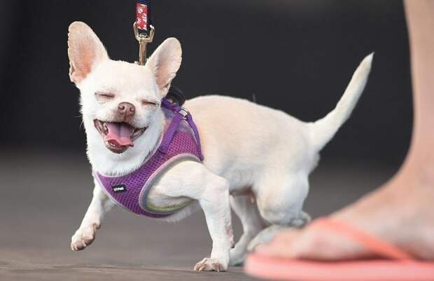 Английский бульдог Заза стал самой уродливой собакой в мире английский бульдог, животные, калифорния, конкурс, самый уродливый, собака, собаки и хозяева