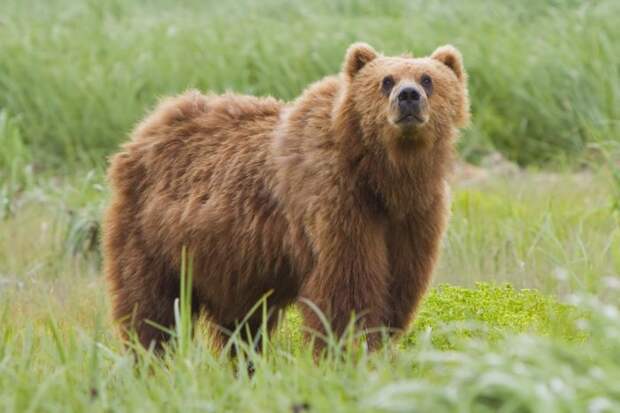 Гобийский бурый медведь или мазалай (Ursus arctos gobiensis)