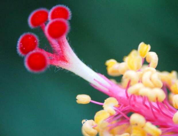 Гибискус - макросъемка цветка
