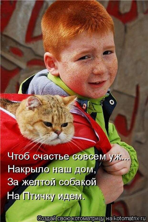 Жизнерадостные коты))