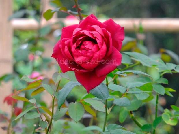 Фото шикарных роз из королевского парка 19
