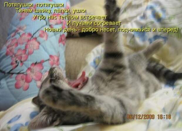 Котоматрица юморная (38 фото)