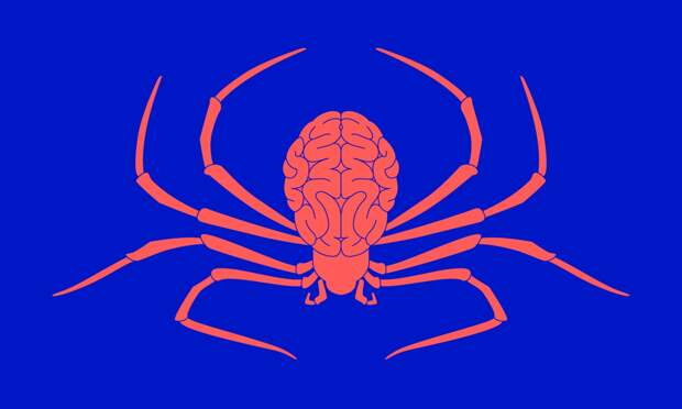 Яд паука остановит гибель нервных клеток