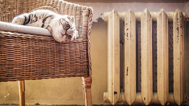 Кот в кресле у батареи. Архивное фото