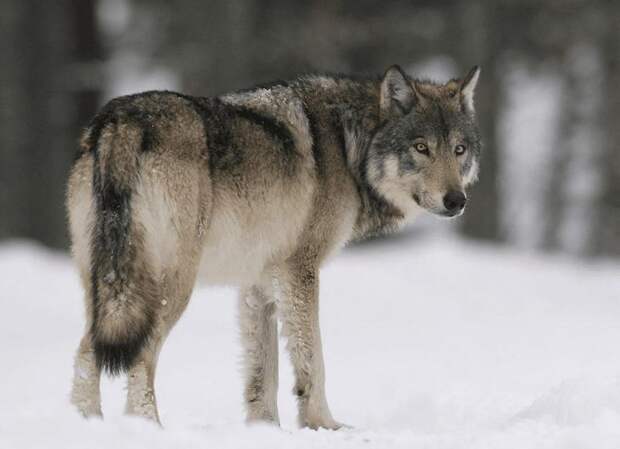 Список самых красивых видов волков в мире