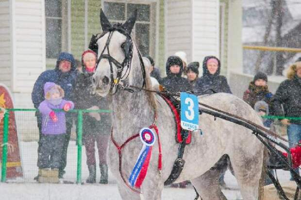 На тамбовском ипподроме состоится открытие зимнего бегового сезона