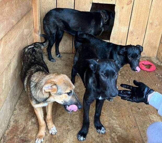 Волонтеры спасли порядка дюжины собак из промзоны в Текстильщиках