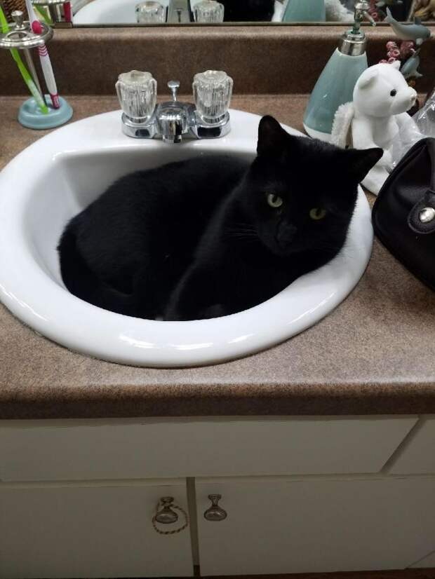 Без кота и жизнь не та