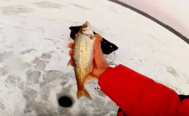 Вот примерно такая сорожка-плотва в то время за стандарт считалась