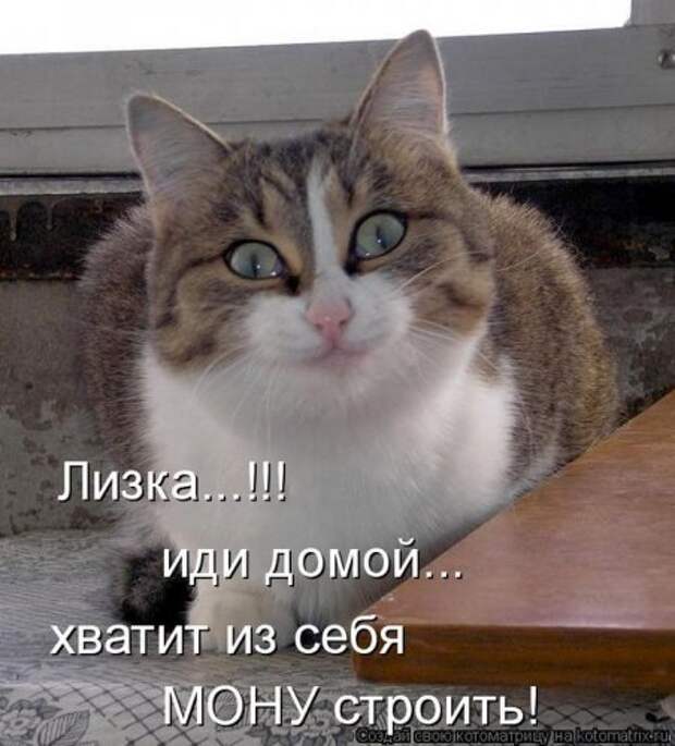 Лучшие котоматрицы недели, 35 шт.