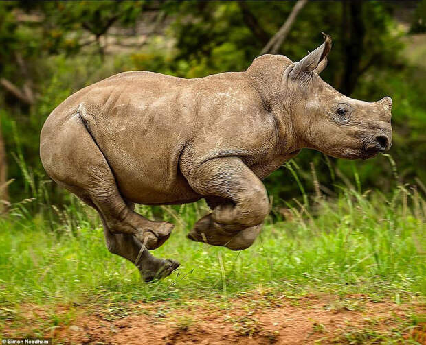 Игривый носорожек