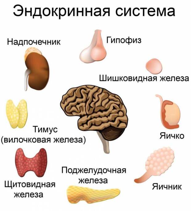 Как заставить яичники работать? Причины нарушения работы яичников. Препараты для стимуляции яичников