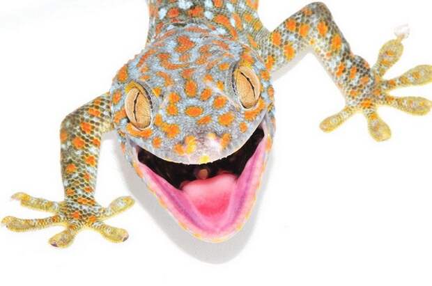 Геккон токи (Gekko gecko)