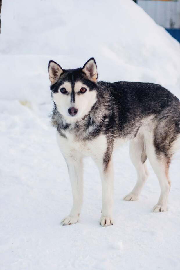 Замерзшая хаски 3 дня пролежала под балконом без движения Замерзшая хаски 3 дня пролежала под балконом без движения балкон, история, собака, хаски