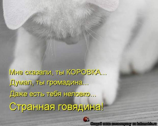 Лучшие котоматрицы недели (50 фото) Лучшие котоматрицы недели (50 фото)