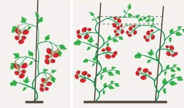 формирование куста высокорослых помидоров