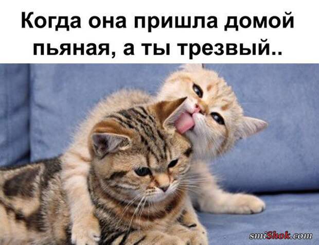 Прикольные картинки с надписями (20 фото) » Smiшок.ком