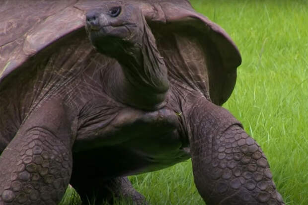 Мошенник попросил деньги после фейковой новости о здоровье старейшей черепахи