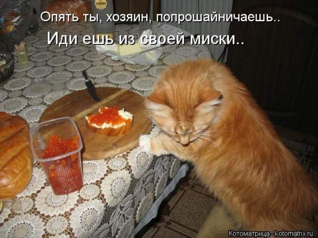 Лучшие котоматрицы недели Лучшие котоматрицы недели