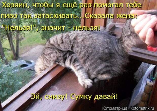 Лучшие котоматрицы недели (50 фото)