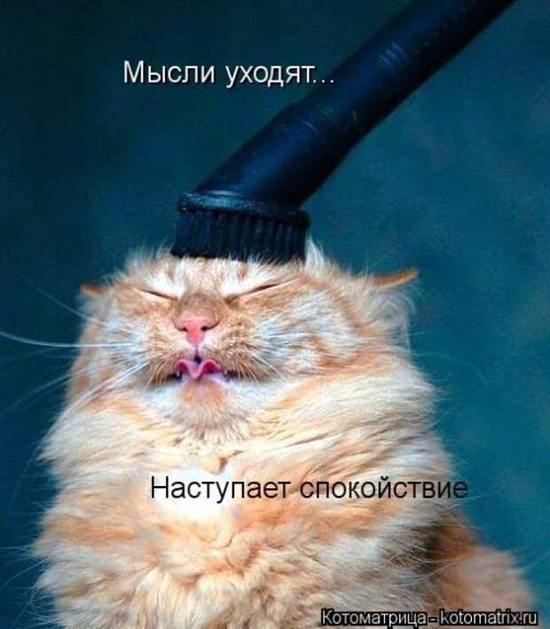 Новая котоматрица для настроения. Смотрим приколы