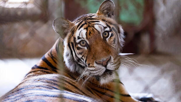 В Приморье отловили амурского тигра, охотившегося на собак